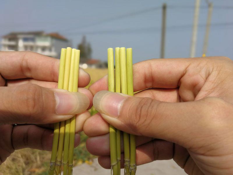 嘉興金惠利召開&ldquo;雷力2000&rdquo;觀摩測產會
