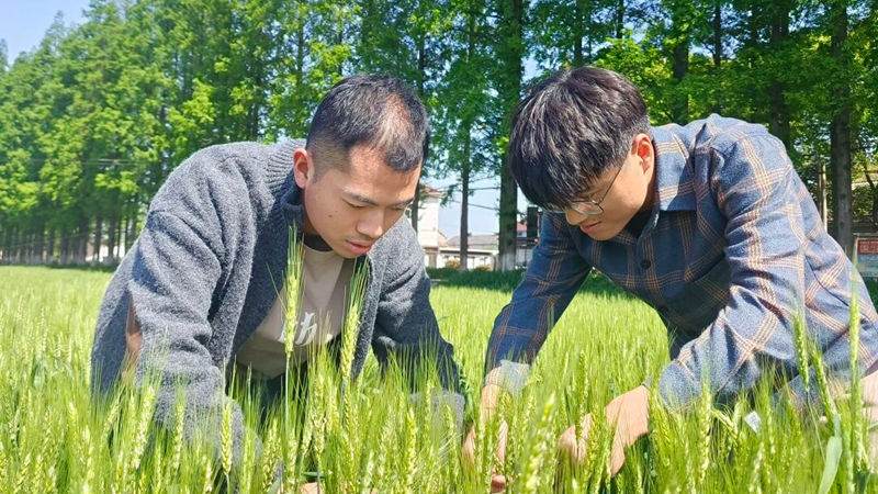揭秘增產(chǎn)背后的&ldquo;浙農(nóng)耘&rdquo;服務(wù)密碼